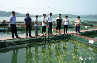 立體分層 生態(tài)循環(huán) 廣西梧州推廣新型生態(tài)養(yǎng)魚網箱模式