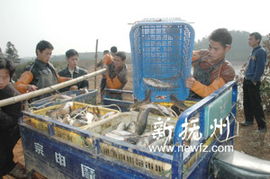 崇仁縣 多措并舉推動畜牧漁業(yè)與飼料產業(yè)協(xié)同發(fā)展