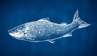 Blue Circle 以“漁”為核，重塑海鮮水產包裝的行業新標桿