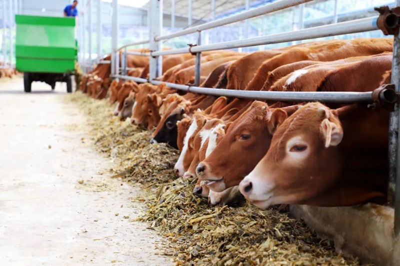 關嶺牛養殖中的畜牧漁業飼料應用與優化策略